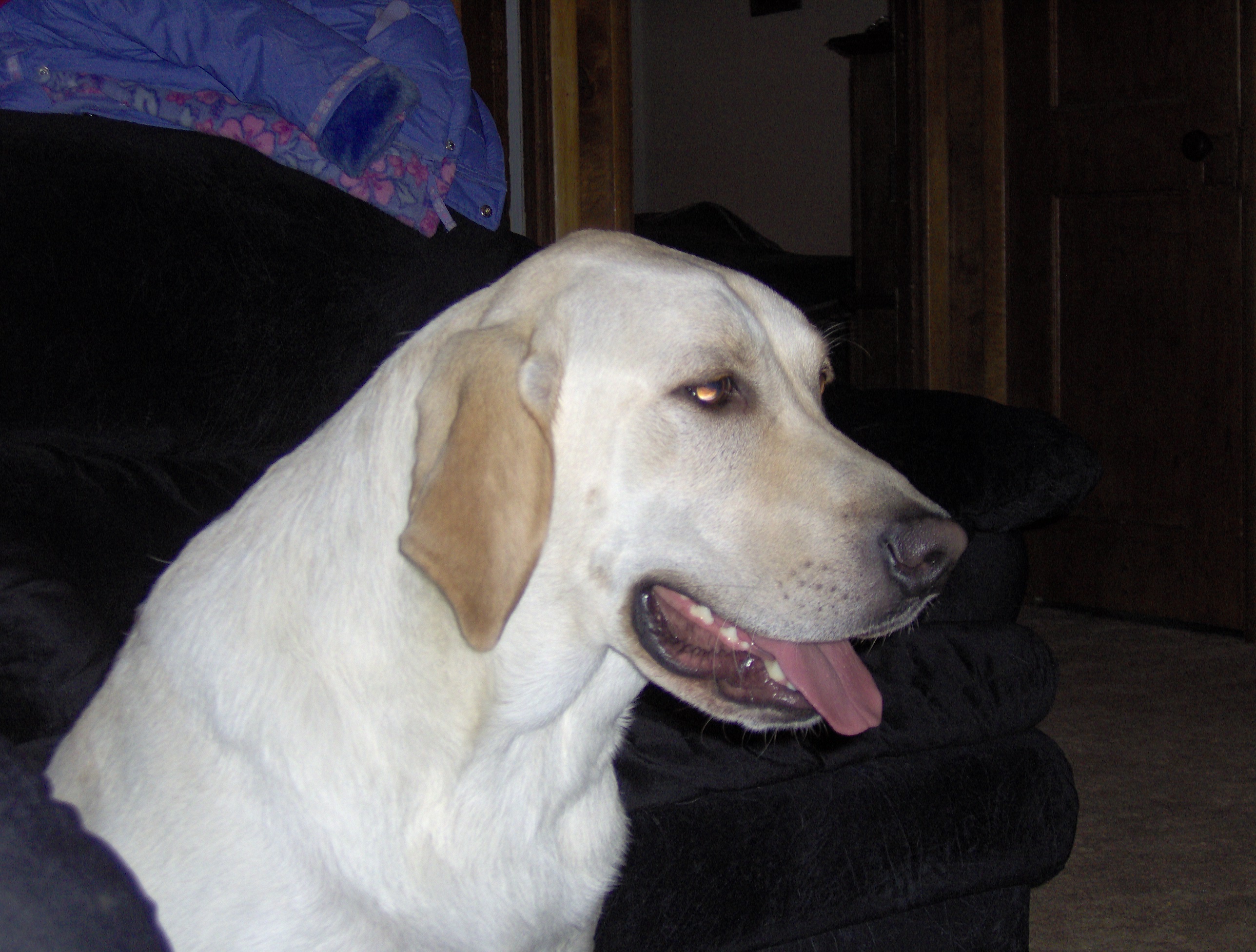 Kcisadog Admins
